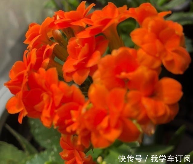 花切|养花时注意,这4种花切不可用大花盆,越小越好,长得旺盛有气质!