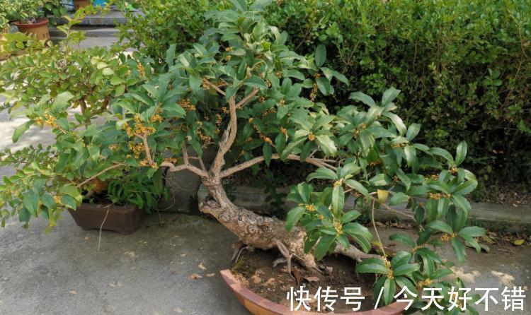 这3种植物适合新手玩“养成老桩”,甭错过!