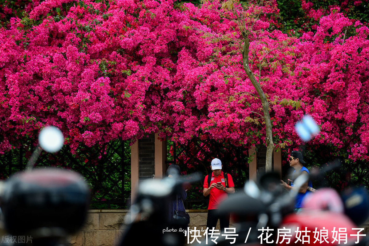 绿化带|夏天到了，很多花卉准备睡觉了，这4种花却越活越精神，花开满盆