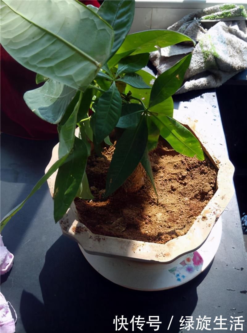 没经验的别养这3种花,买几棵死几棵,黄叶烂根不开花