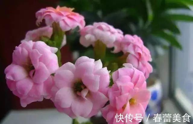 家人|最适合家人养的四种花,健康长寿又养心!