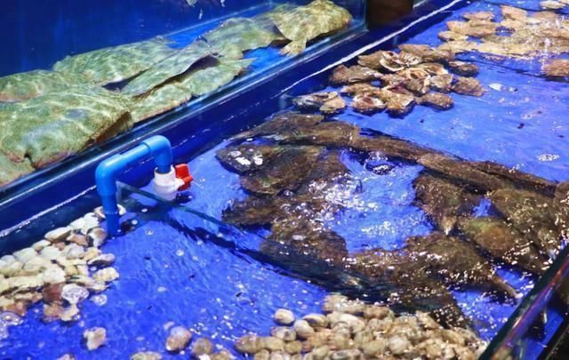 高嘌呤食物|2021年高嘌呤食物名单“出炉”,海鲜排倒数,第一名很多人喜欢吃