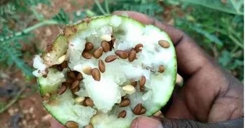 当地人|在沙漠里见到西瓜,为啥游客渴死也不吃当地人吃了就麻烦了