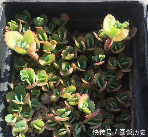 阳台上|没个小院子别养3种花,“喝点水”就泛滥,长出一片清不掉!