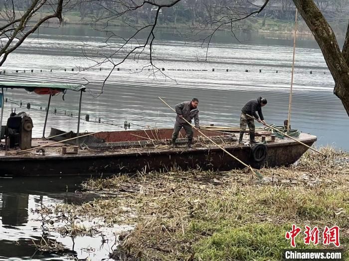 收割|浙江西湖迎来“大扫除” 涉及四百余亩湖面景观