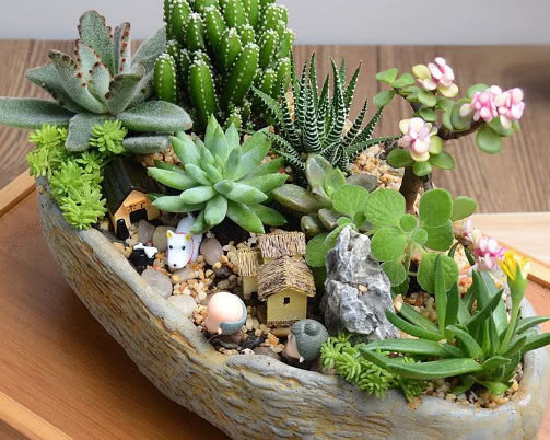 多肉植物不易养活教你3个种植多肉的小妙招,长的旺盛还好看