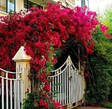 院子再小别空着!此花浇水就开花,花开200天,比月季美10倍