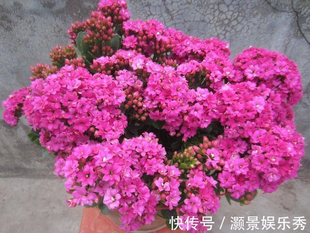 休眠|6种花淋雨就会“烂”,下雨最好放屋里,别忽视