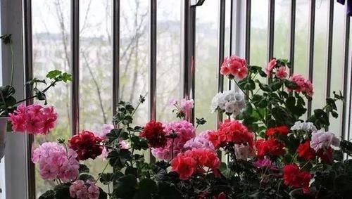 你家窗台还没变花园？只因缺了这6种花