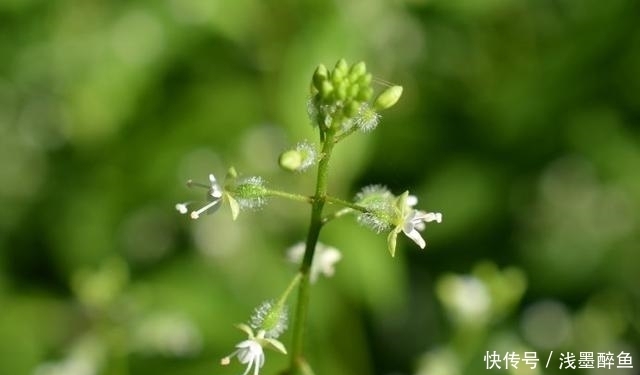 高山露珠草|在农村的石板上常见的一种草，它是天然的助眠利器！您认识?