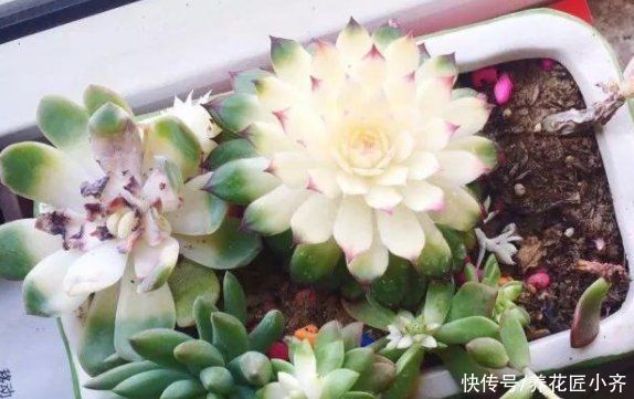 阳台上|如果你是封闭阳台,不要碰“3种花”,这个环境根本养不好