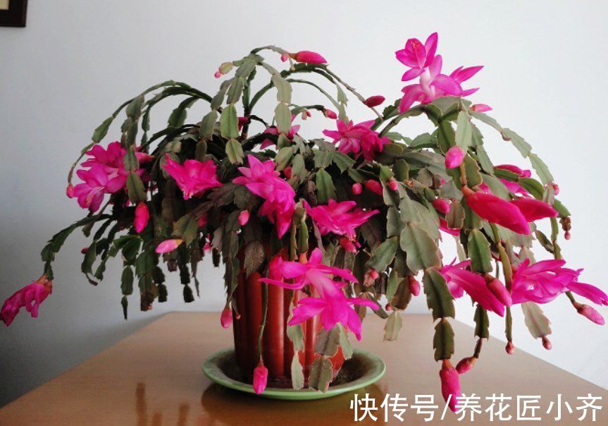 蟹爪兰又软又薄?避开2个“误区”,做1个“动作”,叶厚开花多