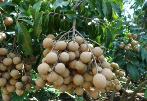 发芽|吃水果时挖一勺子,洗洗扔盆里,20天发芽成盆栽,结的果子吃不完