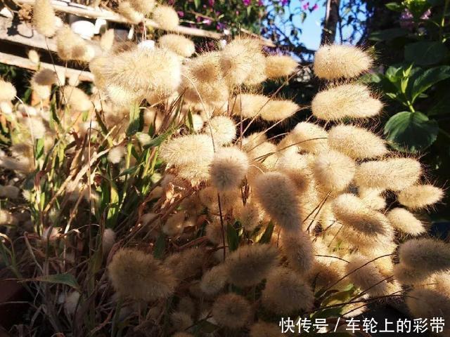 吊兰长满小金鱼,养上5年,越养越上瘾!