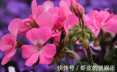 花瓣|盘点常见的天竺葵14大品种，有你喜欢的么