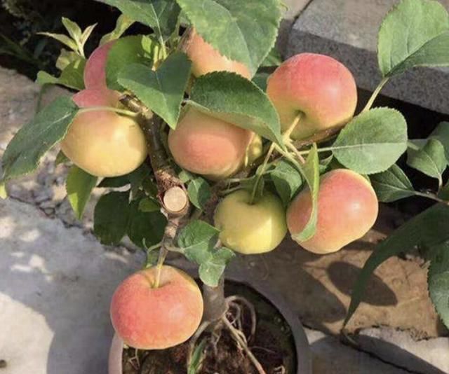 2种果树好养，摆家里当“盆栽”，结出“8斤果”，想吃即摘，方便