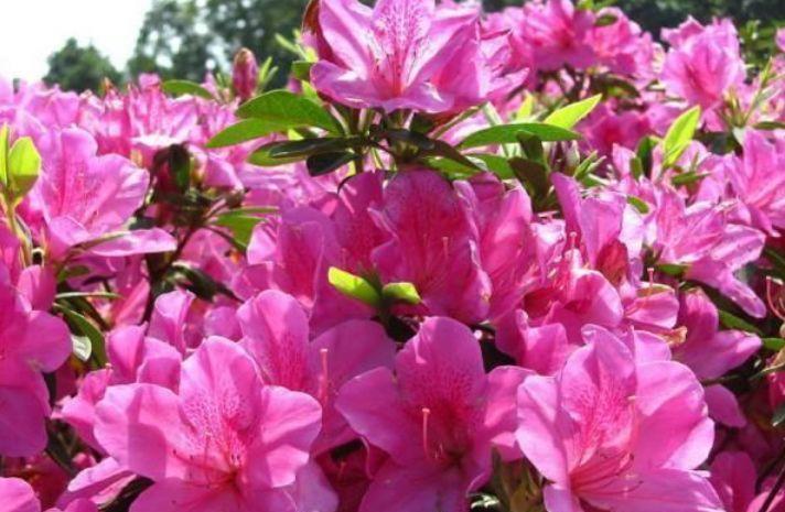 4种花好养又漂亮,花朵大花期长,养在家里颜值超高的