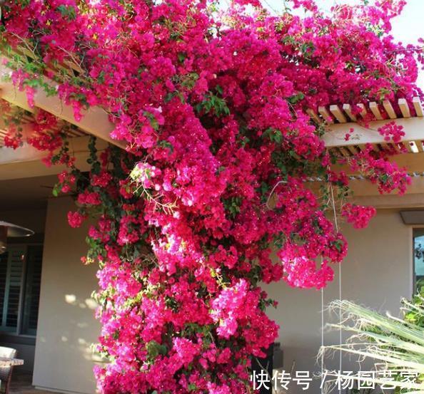 家里养了这些花，冷空气来袭要“保暖”，不然冻坏了剩个空盆