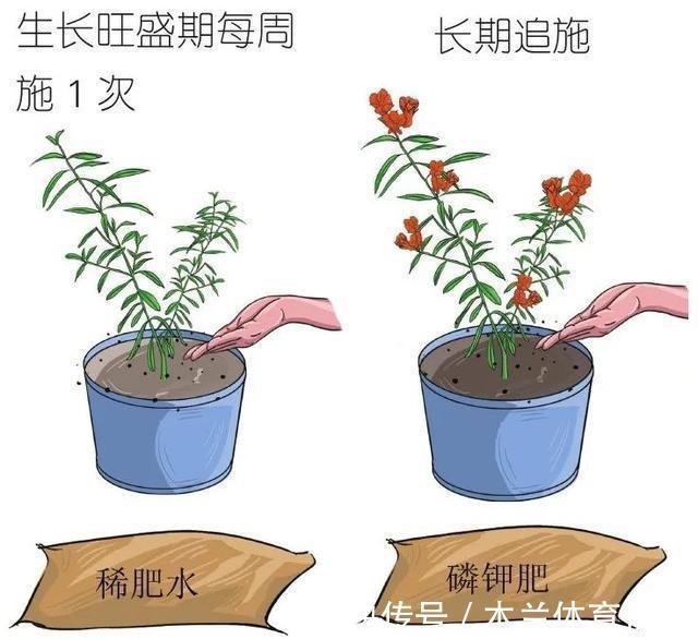 阳台上|懂石榴,栽石榴,边赏边玩6步骤完成石榴栽种全步骤