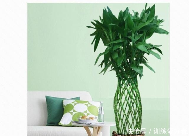 客厅养什么花好，这5种花不但好养易活，而且大气耐看还旺财！
