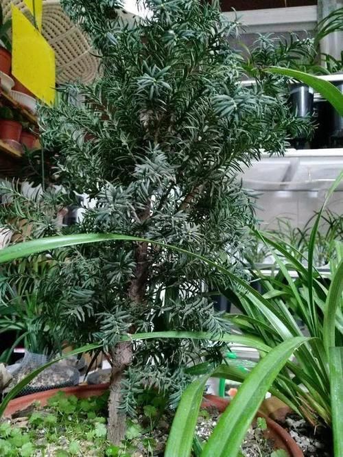 人称“植物大熊猫”,净化空气促健康,注意这5点红豆挂满枝!