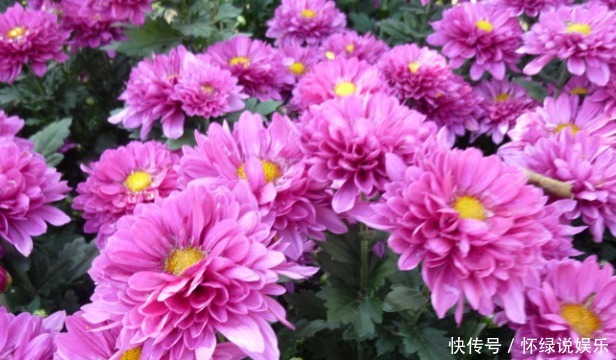 新手|新手养花,就养比太阳花美,比月季好养的花卉!