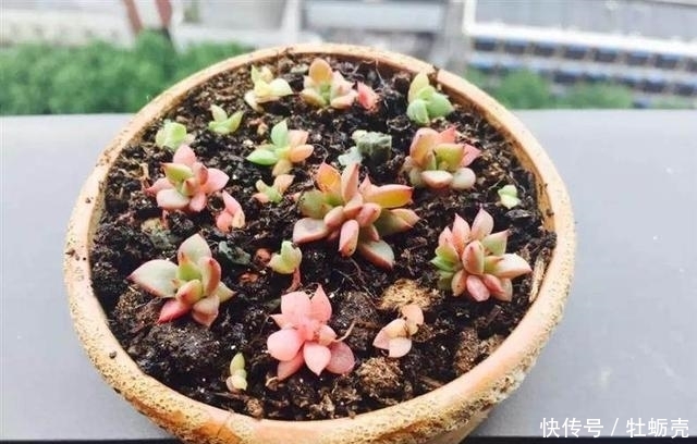 兰石|7字秘诀来养多肉,入坑9年多肉植物没徒也没腐