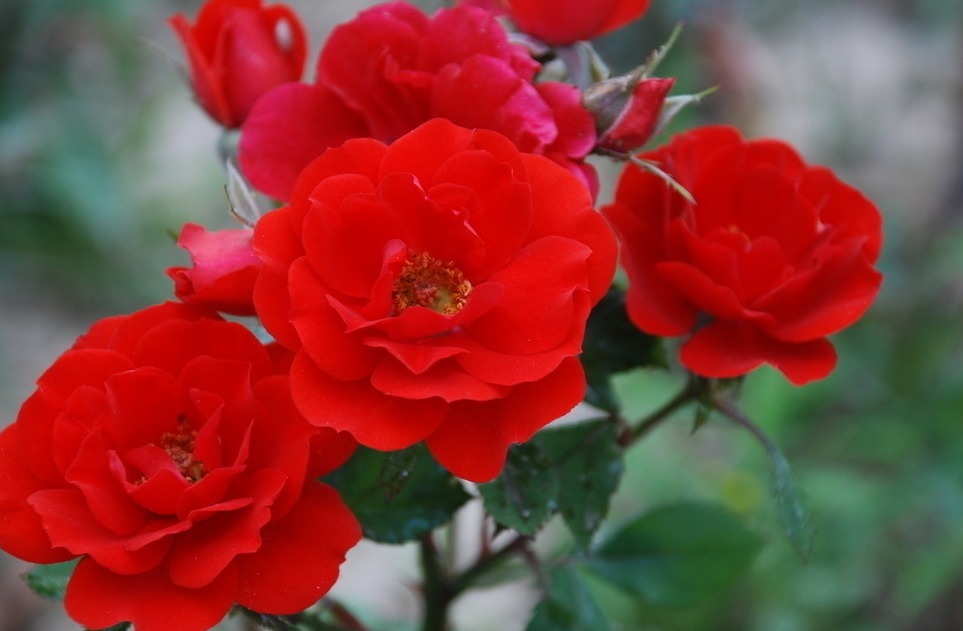 此花花朵硕大，花香怡人，花朵艳丽，容易开花成花海