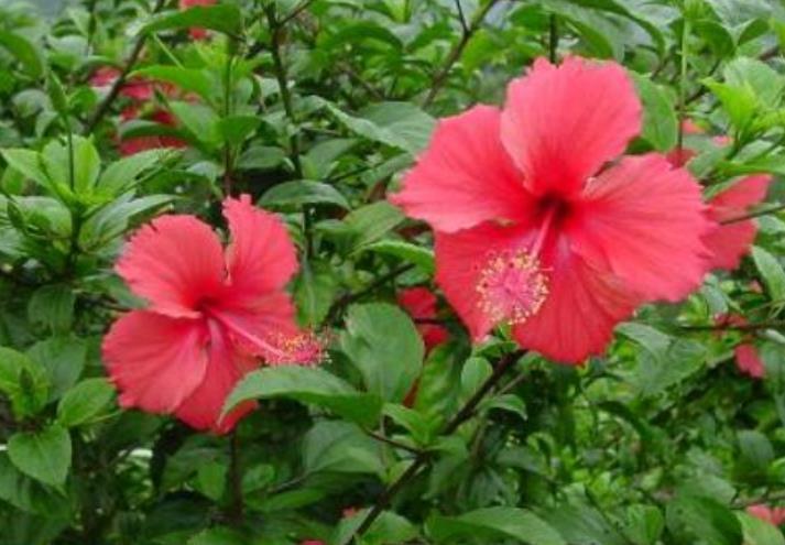 适合家庭养护的10种花,入冬了要注意保暖,不然冻伤了真可惜