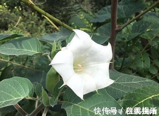 寒哮|农村生长的这种野生植物，花朵颜色不同，却有治疗寒哮的功效