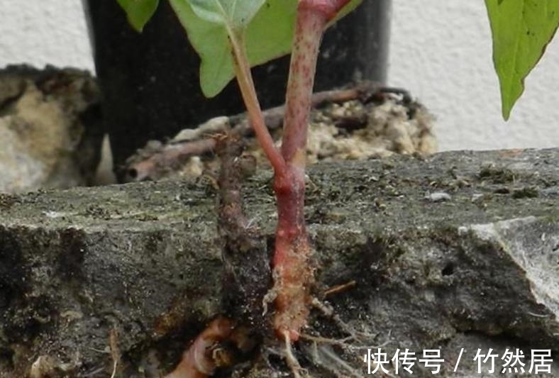 杂草|地上碰见这植物,说啥也要铲掉,不然泛滥后,损失大