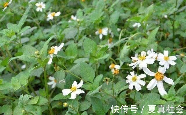 克星|别看它不起眼, 却是高血压的“天然克星”, 经常吃血压只降不升