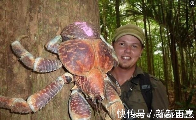|搞笑奇闻:男子抓到巨型椰子蟹,一个锅都装不下