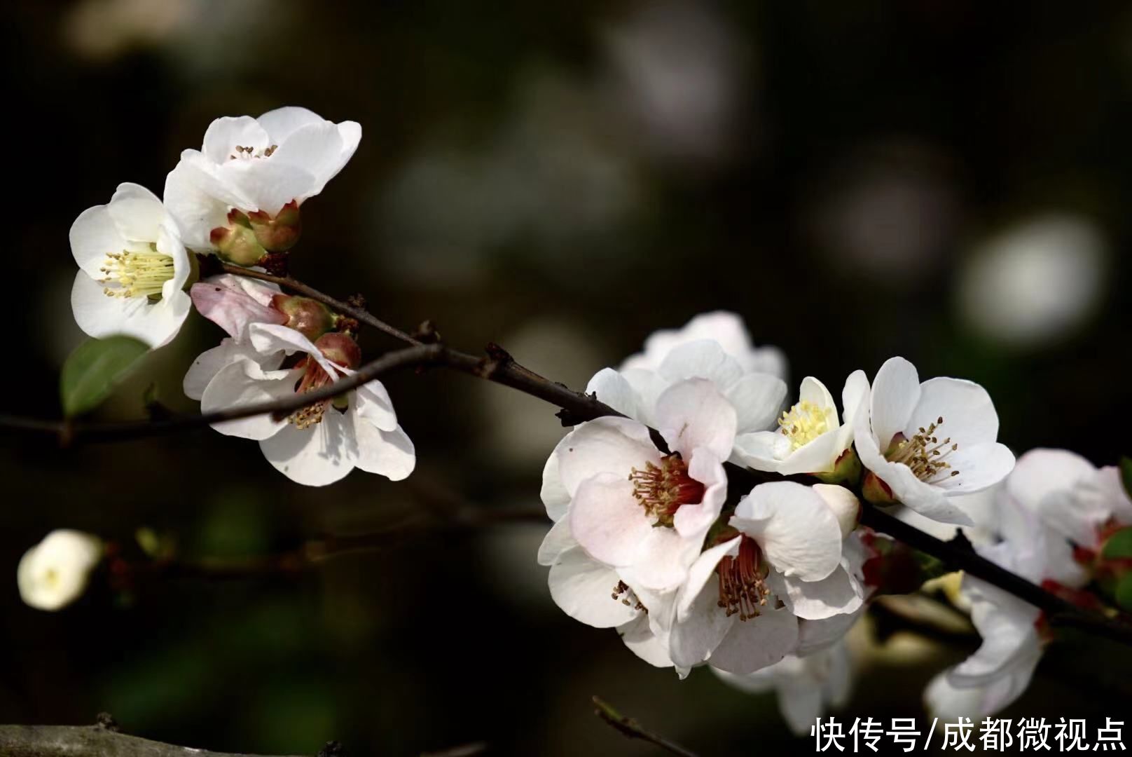 成都的春天真的来了，不信来看看