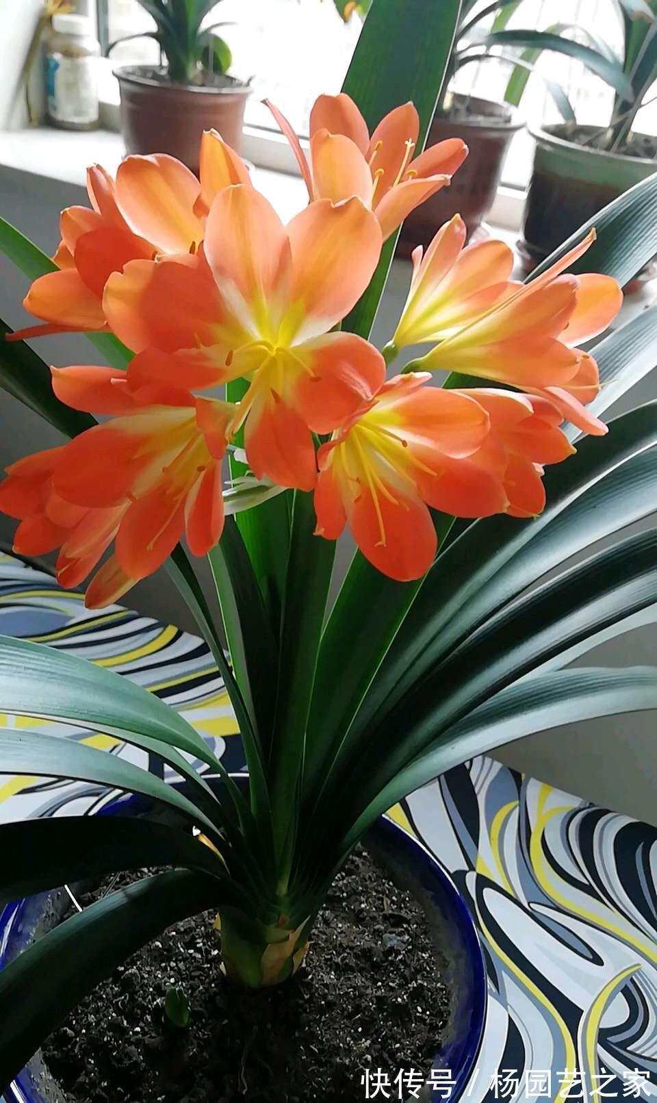 客厅|6种“吉利花”,养在客厅最适合,好看又大气,不见光照也能开爆