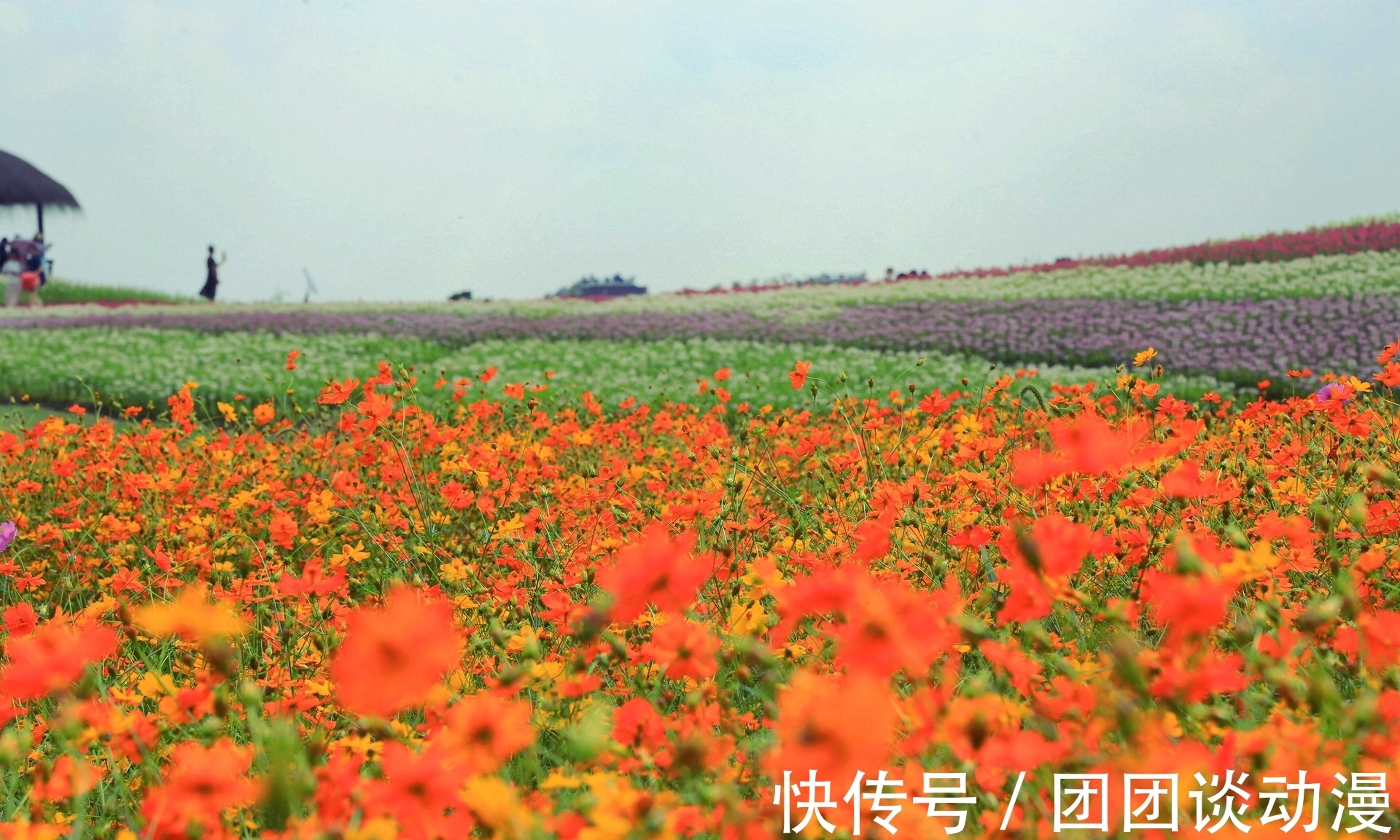 径山镇|秋日赏花，杭州这片唯美花海太“治愈”，满山坡的醉蝶花和百合花