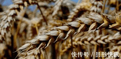 黑豆豆腐|它是预防三高的首选,也是糖尿病朋友的优选食品,补肝益肾好处多