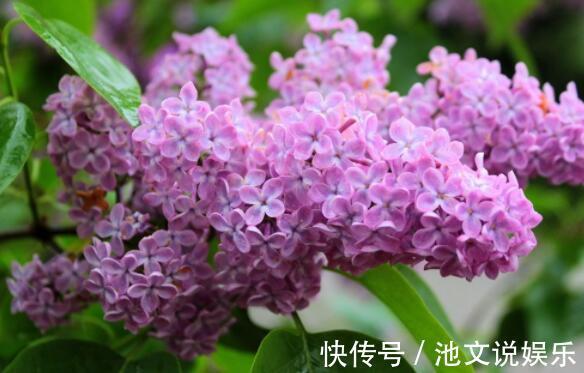 紫玉兰|9月就养这几款花，丢在庭院，全年都是小花园，花朵稠密惹人爱