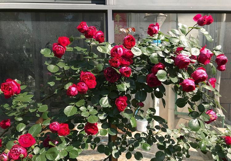 适合阳台养护的几款花卉，四季有花开，花香四溢飘满屋