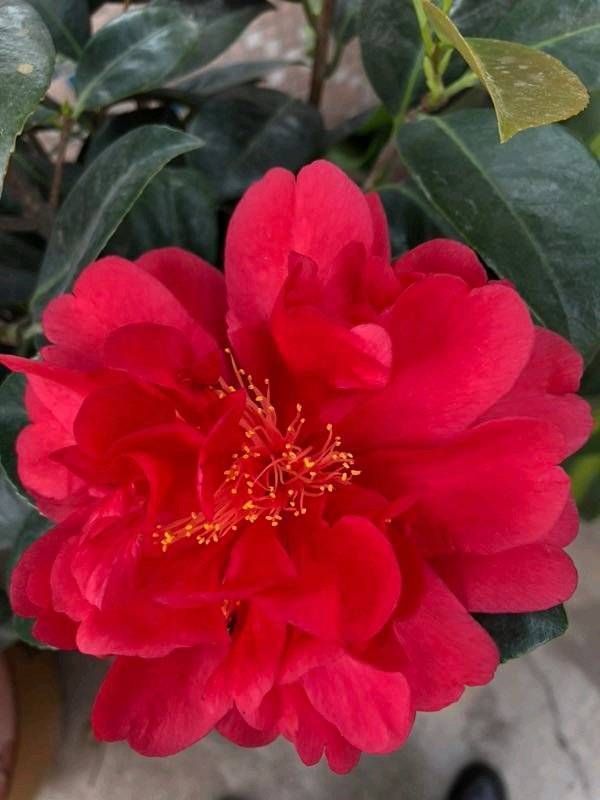 认识四季茶花，四季茶花的四季浇水和喷水技巧