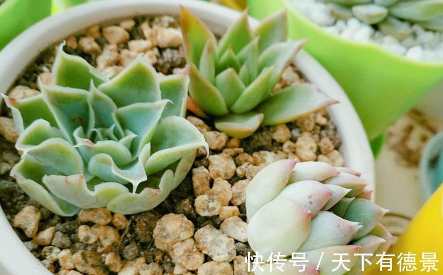 盆栽|夏季盆栽多肉，叶子干瘪褶皱？内行人才知道原因不止是缺水