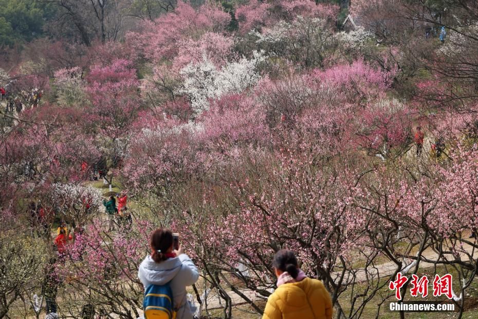 泱波|南京梅花绽放春色满园