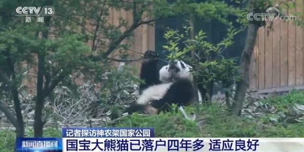 大熊猫|“萌”物来袭！神农架国家公园建设生态走廊 人与动物和谐共生