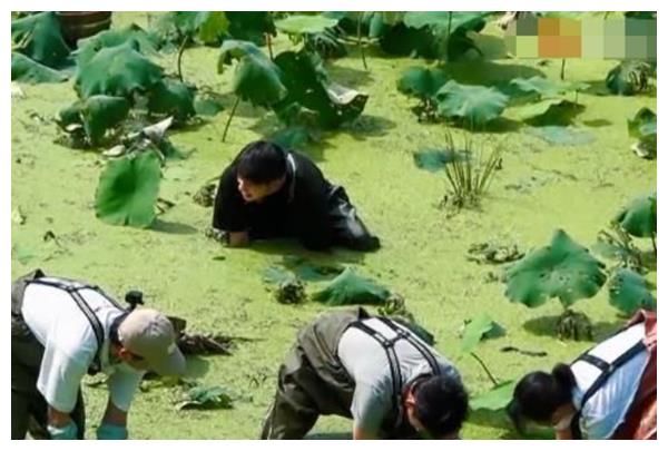 《向往》干活再遭质疑，前有挖藕后有种树，网友：哇偶，当我们瞎