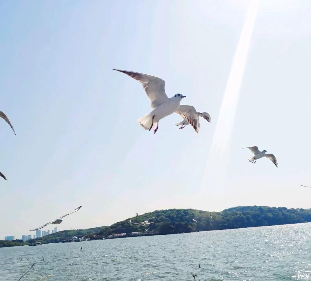 鼋头渚浪漫之旅