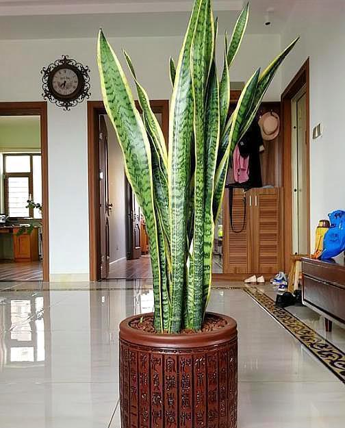 养虎皮兰,十天一次“壮叶水”,根旺,叶子疯长油绿长满盆