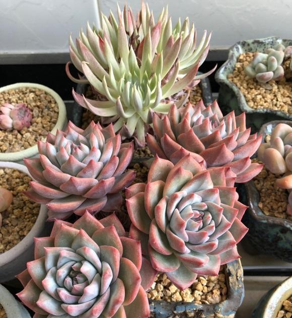 根系|多肉浇水浇多了，一碰就掉叶，小问题，控水1个月就恢复了