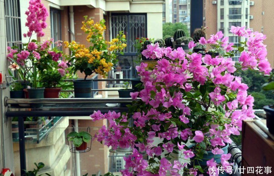 家养3种花,让它们“交接班”,一年开花365天,阳台变花海