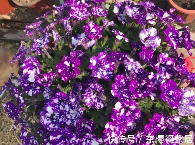 嗖嗖|家庭养矮牵牛,抓住这3要点,植株不徒长,嗖嗖开爆盆a