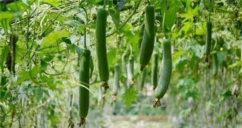 冬天来了，不妨多吃3种食物，美容护肤，抵抗衰老，好处多多